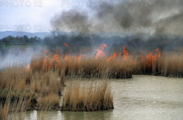 Controlled burning of reeds in reedbed in wetland of nature reserve