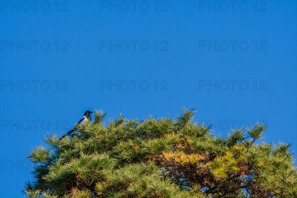 Single magpie perched on top branches of tall evergreen tree with blue sky in background