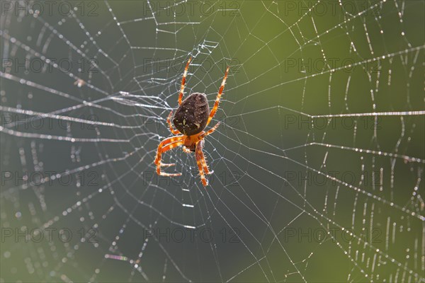 European garden spider, diadem spider, cross spider, crowned orb weaver (Araneus diadematus) in spider's web