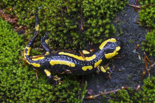 European salamander, Fire salamander (Salamandra salamandra) on moss in forest