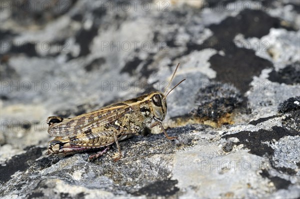 Italian locust (Calliptamus italicus) on rock, La Brenne, France, Europe