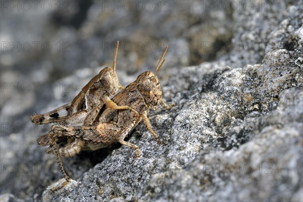 Pezotettix giornae, couple mating on rock, La Brenne, France, Europe