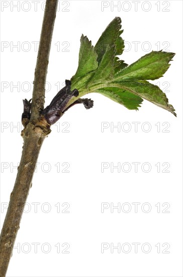 European Black Elderberry, Elder (Sambucus nigra) buds opening and leaves emerging, Belgium, Europe