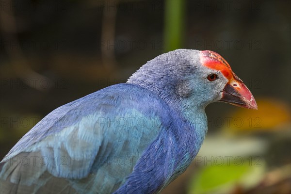 Western swamphen, sultana bird (Porphyrio porphyrio) close up portrait