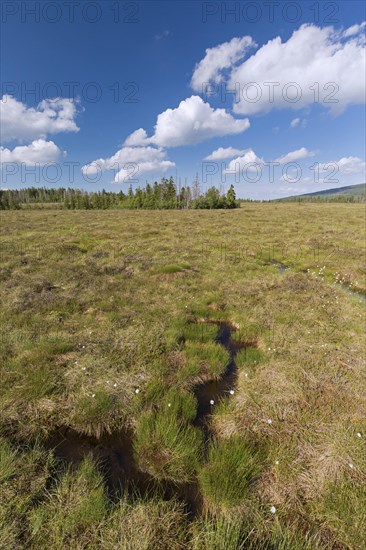 Raised bog at Grosses Torfhausmoor, Radaubornmoor, Harz National Park, Lower Saxony, Germany, Europe