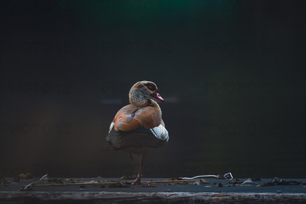 Egyptian goose (Alopochen aegyptiaca), a single bird stands on one leg on a dark background at the lake, Max-Eyth-See, Stuttgart, Germany, Europe