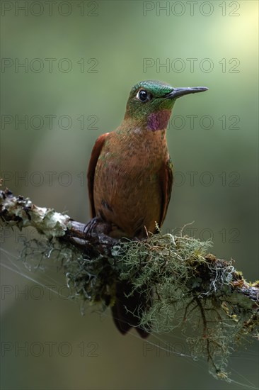 A brown-bellied brilliant hummingbird, colourful bird sitting on a green branch, Armenia, Quindio, Colombia, South America