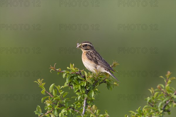 Whinchat (Saxicola rubetra) female with insect prey in beak perched in bush