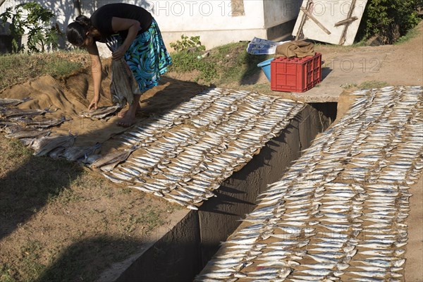 Woman drying fish on the ground Mirissa, Sri Lanka, Asia