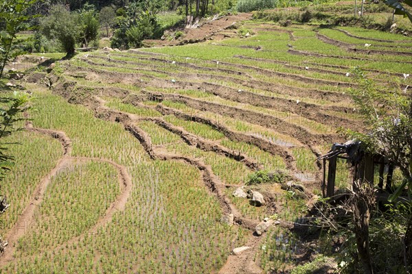 Paddy field rice farming terraces, Ella, Badulla District, Uva Province, Sri Lanka, Asia