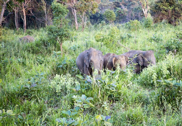 Wild elephants in Hurulu Eco Park biosphere reserve, Habarana, Anuradhapura District, Sri Lanka, Asia