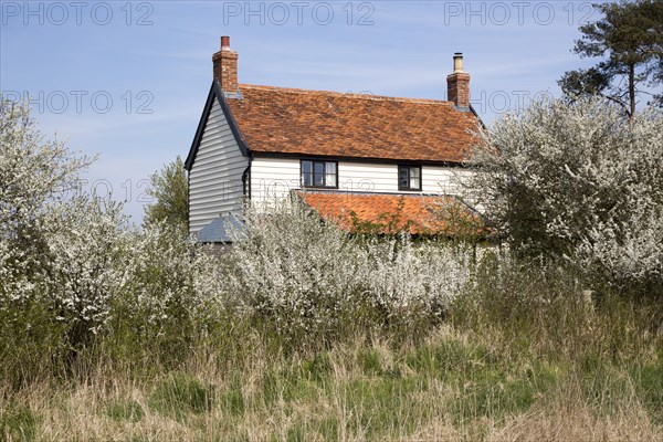 Detached old country cottage in spring, Methersgate, Sutton, Suffolk, England, UK