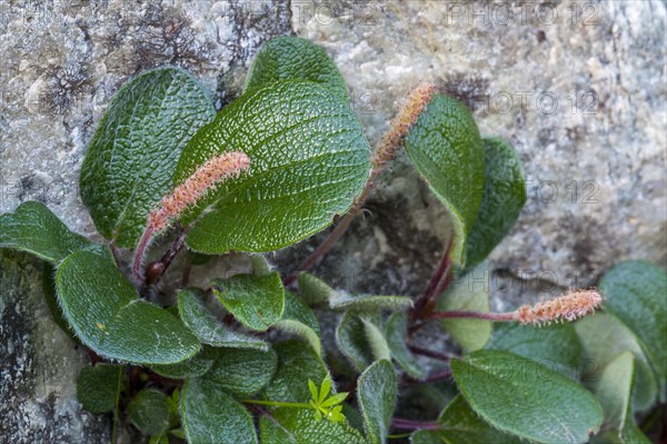 Net-leaved willow, snow willow (Salix reticulata, Salix nivalis), dwarf willow showing male inflorescences, native to Europe and North America