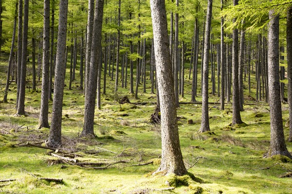 Woodland landscape tree trunks on the banks of Lake Buttermere, Cumbria, England, UK