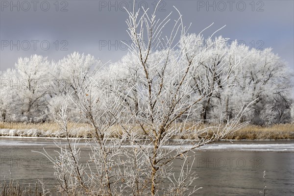 Kearney, Nebraska, Frost on trees along the Platte River on a January day