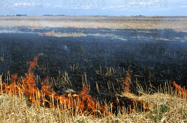 Controlled burning of reeds in reedbed in wetland of nature reserve