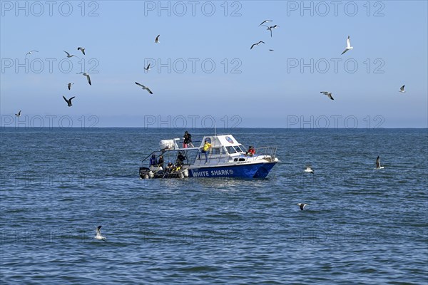 Tourists cage diving near Gaansbai, Western Cape Province, South Africa, Africa