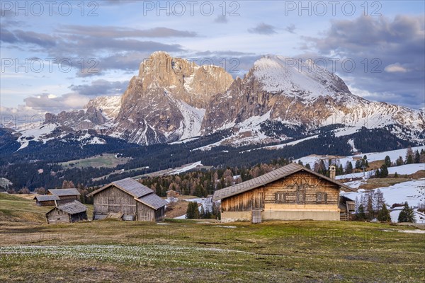 Alpine huts in front of Plattkofel and Langkofel, Seiser Alm, spring, crocus meadow, Dolomites, South Tyrol