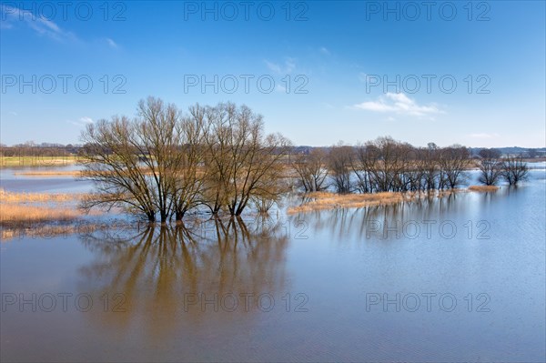 Flooded river bank, riverbank at the Lower Saxon Elbe Valley Biosphere Reserve in winter, Lower Saxony, Niedersachsen, Germany, Europe