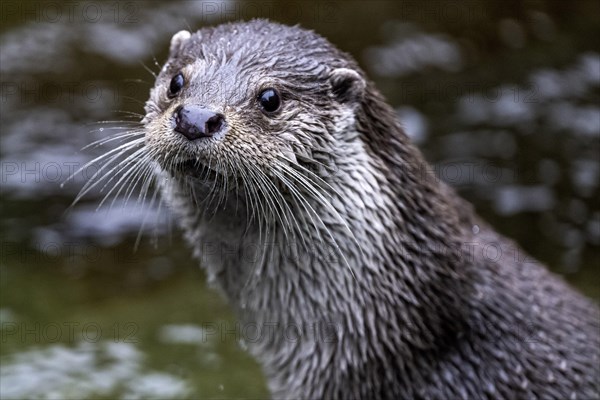 European otter Lutra lutra lutra