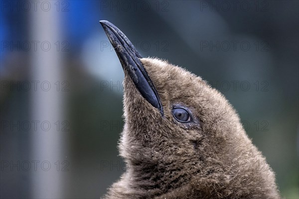 King penguin head Aptenodytes patagonicus