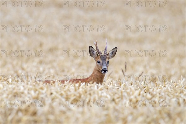 European roe deer (Capreolus capreolus) buck foraging in cereal field, cornfield, wheat field in summer