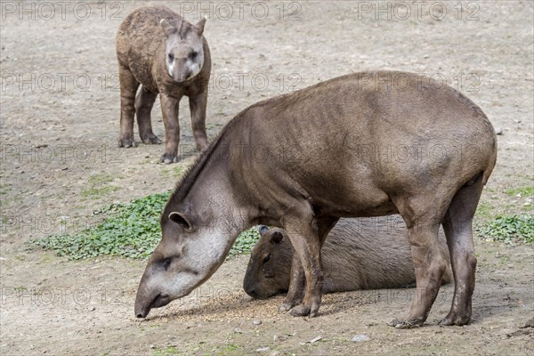 South American tapir, Brazilian tapir, lowland tapir (Tapirus terrestris) with young and capybara (Hydrochoerus hydrochaeris) in zoo
