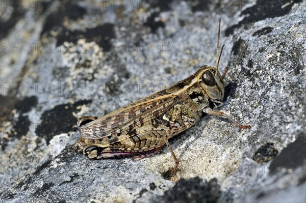 Italian locust (Calliptamus italicus, Calliptenus cerisanus) on rock