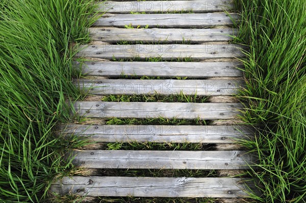 Wooden boardwalk in the moorland of the fragile ecosystem High Fens, Hautes Fagnes, Belgian Ardennes, Belgium, Europe