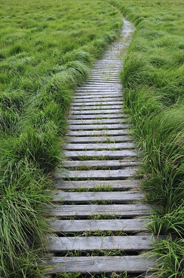 Wooden boardwalk in the moorland of the fragile ecosystem High Fens, Hautes Fagnes, Belgian Ardennes, Belgium, Europe