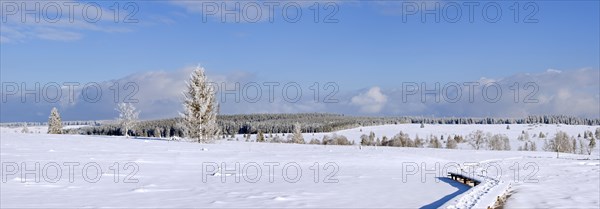 Winding wooden boardwalk in snow covered moorland in nature reserve High Fens, Hautes Fagnes in winter, Belgian Ardennes, Belgium, Europe