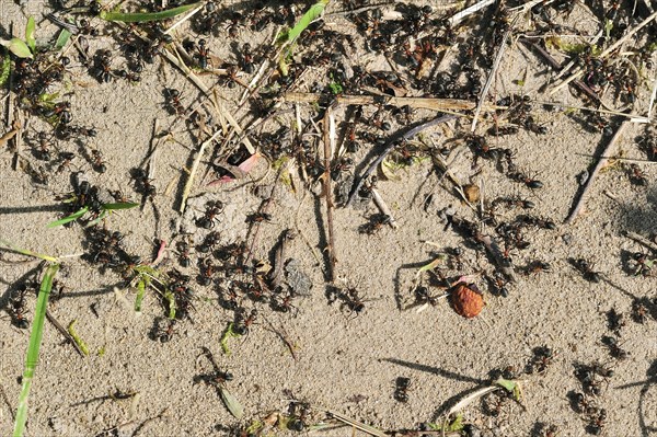Black-backed meadow ants (Formica pratensis, Formica pratensis var. nigricans) foraging on the ground
