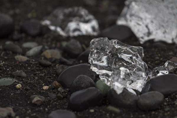 A piece of glacial ice, melting on the black sand beach near Joekulsarlon glacial lake on the Atlantic Ocean coast, known as diamond beach. Photographed in summer. Sveitarfelagio Hornafjoerour, Suourland, Southern Region, Iceland, Europe