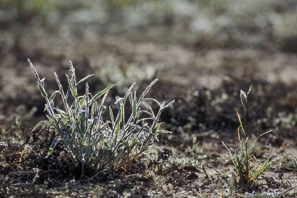 Fresh new shoots of grass, covered in dew during the rainy season in the Kalahari desert, Kgalagadi Transfrontier Park, South Africa, Africa