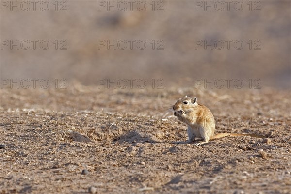 Great gerbil (Rhombomys opimus) in the Karakum desert in Iran