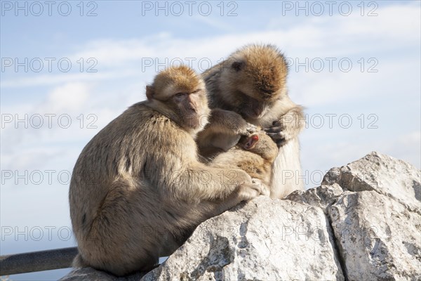 Barbary macaque apes, Gibraltar, British terroritory in southern Europe Barbary macaque apes, Macaca sylvanus, Gibraltar, British terroritory in southern Europe, Europe