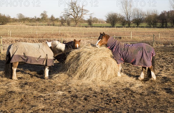 Horses eating hay in winter, Sutton, Suffolk, England, UK