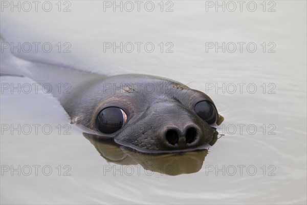 Hooded seal (Cystophora cristata), young female swimming, Germany, Europe