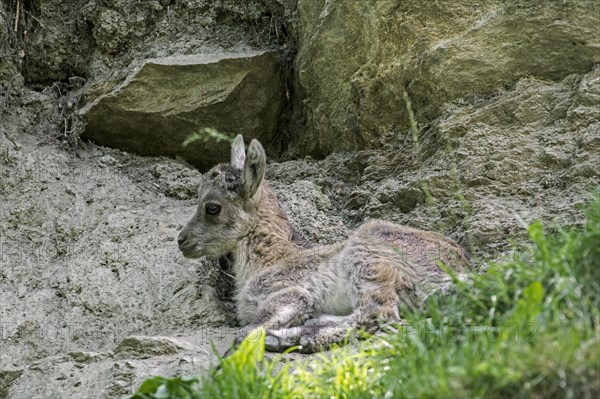 Alpine ibex (Capra ibex) young resting in rock face