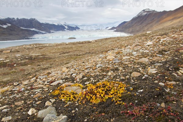 Dwarf willow, least willow, snowbed willow (Salix herbacea) species of tiny creeping willow showing autumn colours on the tundra, Svalbard, Norway, Europe