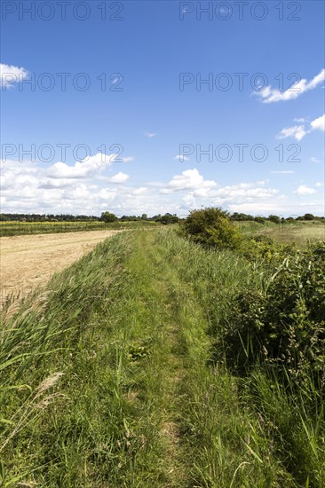 Footpath on flood defence dyke in marshland, Oxley Marshes, Hollesley, Suffolk, England, UK