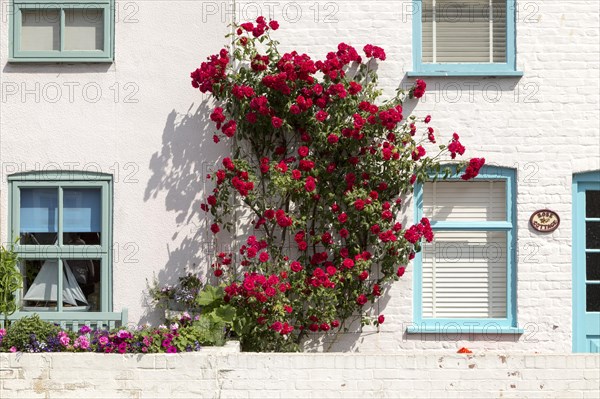 Red roses growing against cottage in Aldeburgh, Suffolk, England, UK