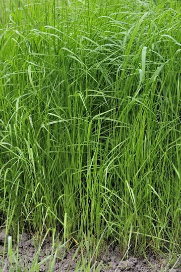 Purple small-reed, Purple small reed grass (Calamagrostis canescens), Belgium, Europe