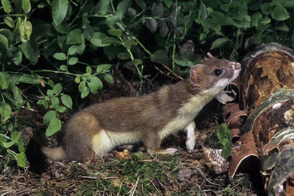 Stoat, ermine, short-tailed weasel (Mustela erminea) hunting in forest at night