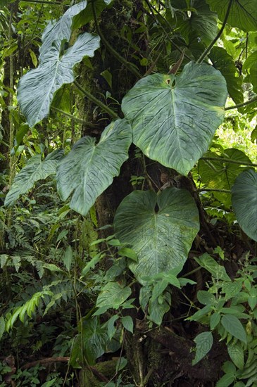 Cloud forest vegetation in Tapanti National Park, Orosi National Park, Costa Rica, Central America