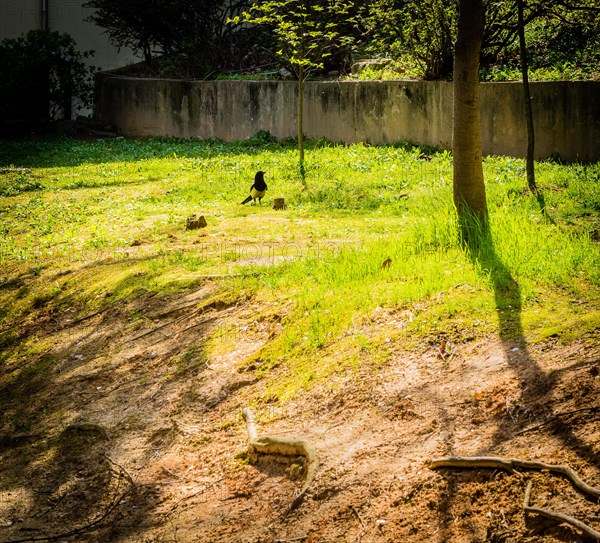 Single magpie standing in a small clearing next to a concrete wall on a bright sunny day