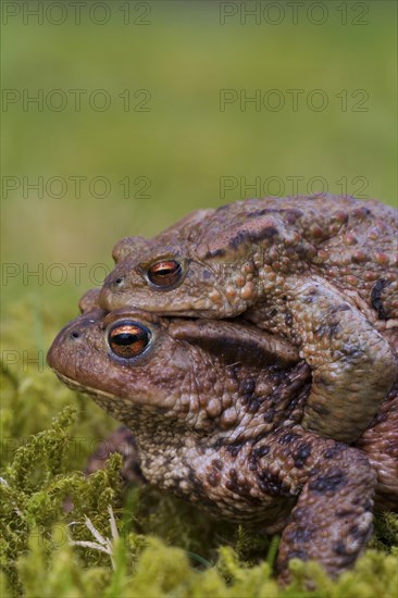 Common toad, European toads (Bufo bufo) pair in amplexus walking over grassland to breeding pond in spring