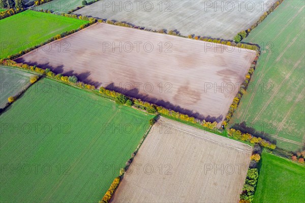 Aerial view over rural bocage landscape with fields and pastures, patchwork of plots surrounded by hedges and hedgerows, Schleswig-Holstein, Germany, Europe