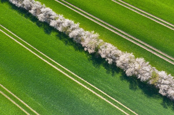 Aerial view over bocage landscape with fields and pastures shielded by blooming hedges and hedgerows in flower in spring, Schleswig-Holstein, Germany, Europe