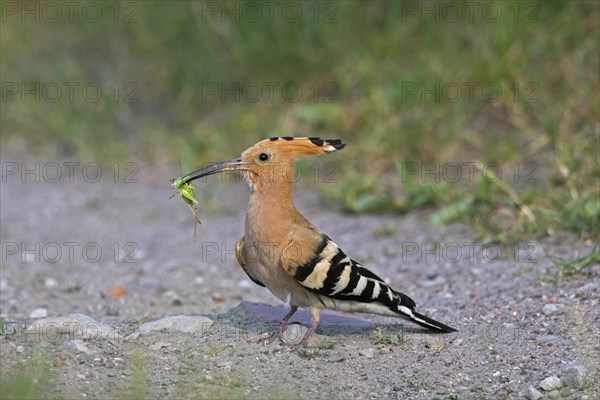 Eurasian hoopoe (Upupa epops) on the ground with caught cricket prey in beak